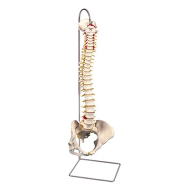 Fabrication Enterprises Spine Model Anatomical Pelvis Female Classic White Each - 12024