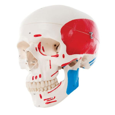 Fabrication Enterprises Skull Model Classic Each - 18233
