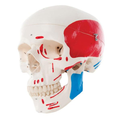 Fabrication Enterprises Skull Model Classic Each - 18233