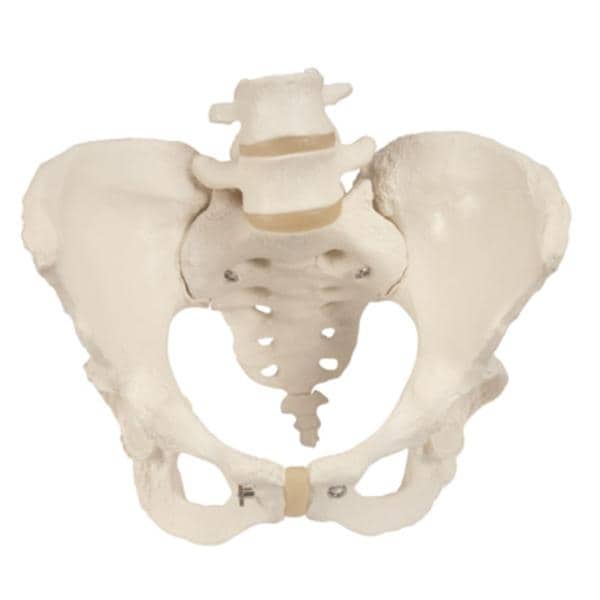 Fabrication Enterprises Pelvis Model Female Each - 33939