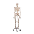 Wolters Kluwer Health Inc Model Anatomical Mr. Plain Skeleton Male Adult Each - A10