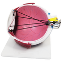 ASTIGMATISM EYE MODEL