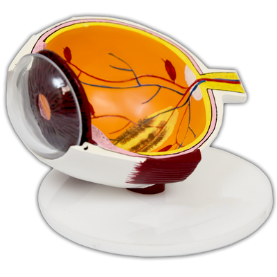 VTD EYE MODEL