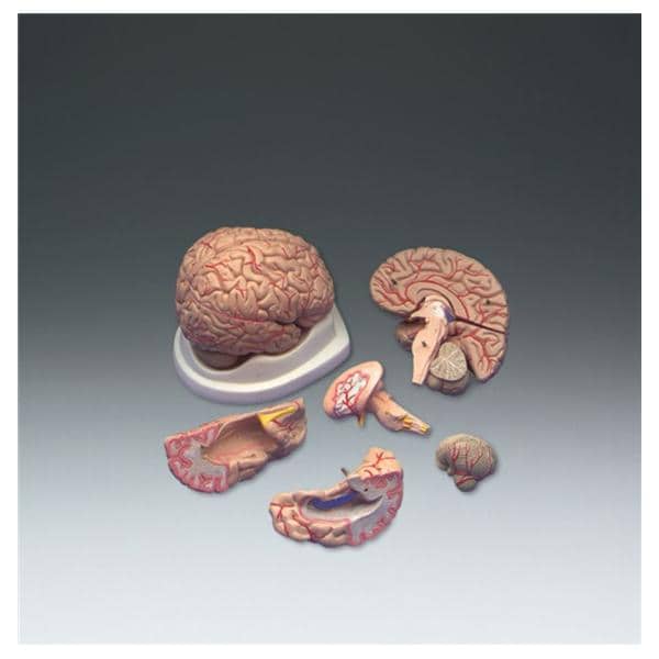 Wolters Kluwer Health Inc Brain Model Anatomical Basic Adult Each - C20C