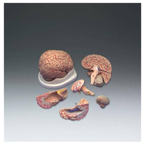 Wolters Kluwer Health Inc Brain Model Anatomical Basic Adult Each - C20C