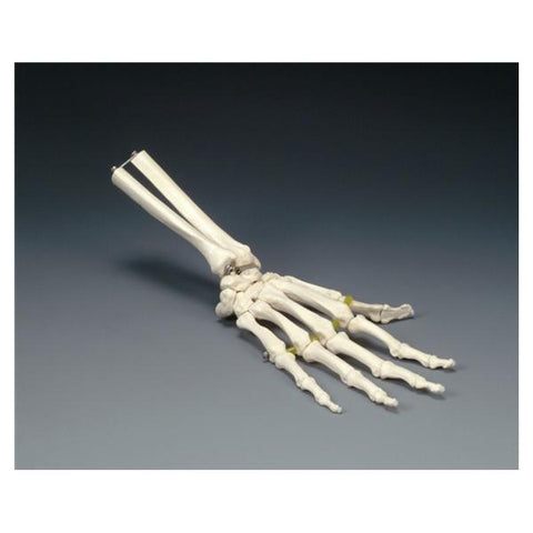 Wolters Kluwer Health Inc Wired Hand Model Anatomical Right Adult Each - OS32E