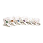 Laerdal Medical Corp Collar Stifneck Regular Cervical Each - 980500