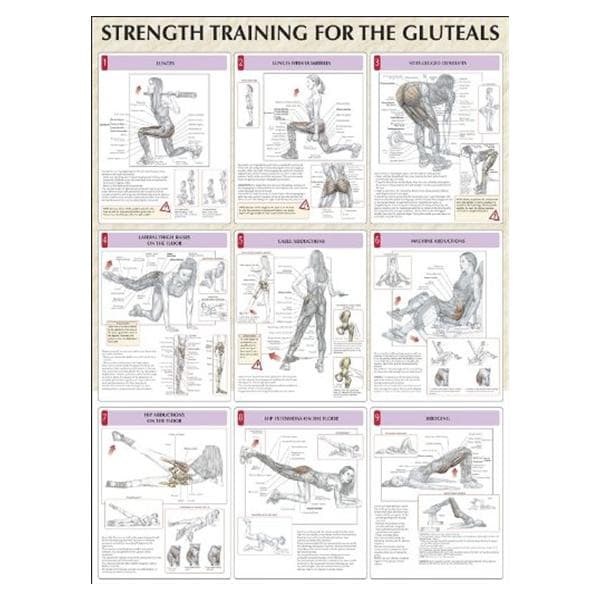 Human Kinetics, Inc Poster Instructional Strength Training for the Buttocks 24x31" Each - 736059377