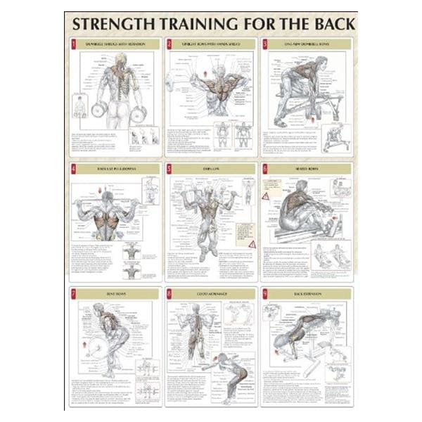 Human Kinetics, Inc Poster Instructional Strength Training for the Back 24x31" Each - 736059326
