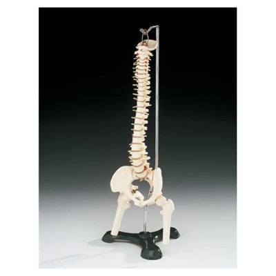 Wolters Kluwer Health Inc Vertebra Column Model Anatomical Adult Each - A-59/1