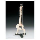 Wolters Kluwer Health Inc Vertebra Column Model Anatomical Adult Each - A-59/1