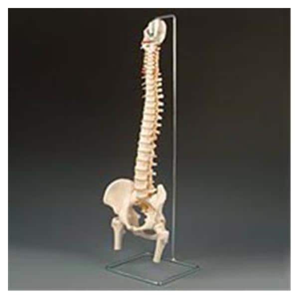 Wolters Kluwer Health Inc Vertebra Column Model Anatomical Each - A59/1F
