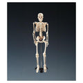 Wolters Kluwer Health Inc Model Anatomical Mr. Thrifty Skeleton 1/Ea - WCP-1