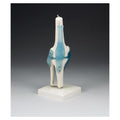 Wolters Kluwer Health Inc Knee Joint Model Anatomical Right Adult Each - Z4552