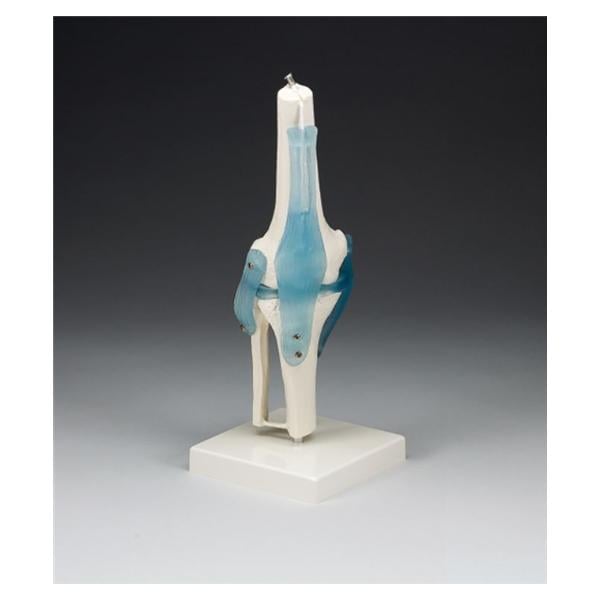 Wolters Kluwer Health Inc Knee Joint Model Anatomical Right Adult Each - Z4552