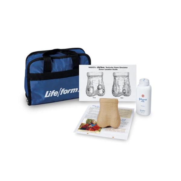 Nasco Healthcare, Inc Model Anatomical Life/form Adult Each - LF01143