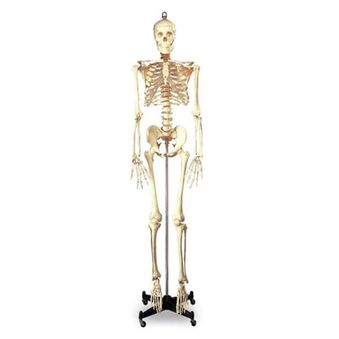 Nasco Healthcare, Inc Model Anatomical Skeleton Budget Bucky Adult Each - SB25209