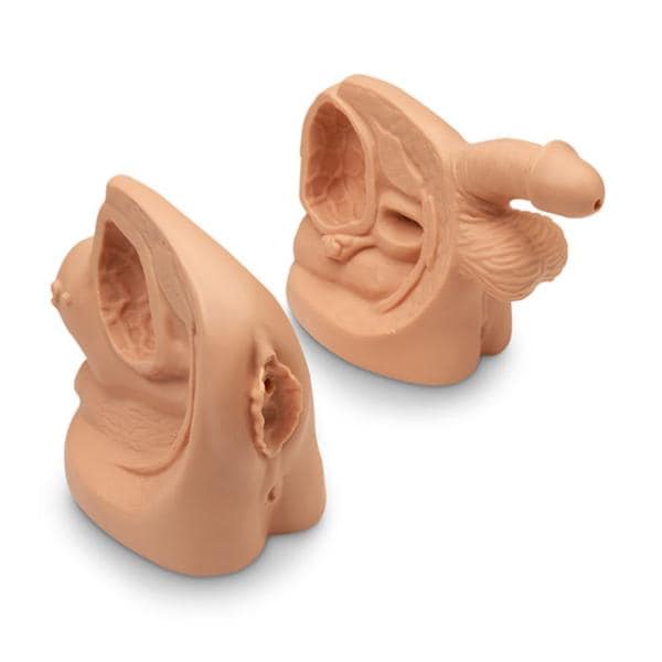 Nasco Healthcare, Inc Model Anatomical Life/form Male & Female Each - LF01152