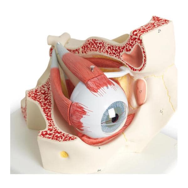 Nasco Healthcare, Inc Eye in Orbit Model Anatomical Each - SB41431