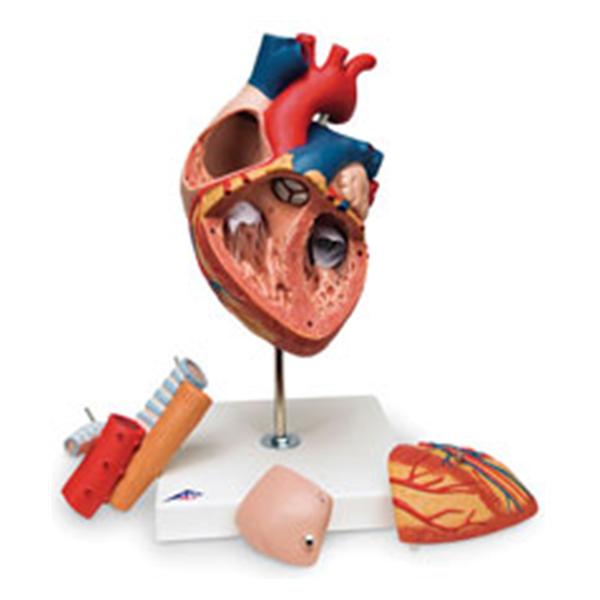 Nasco Healthcare, Inc Heart Model Anatomical Each - SB41433