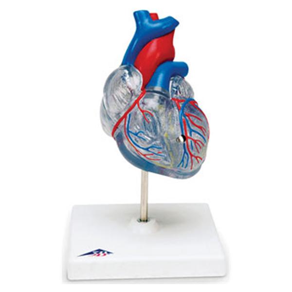 Nasco Healthcare, Inc Heart Model Anatomical Transparent Each - SB41401
