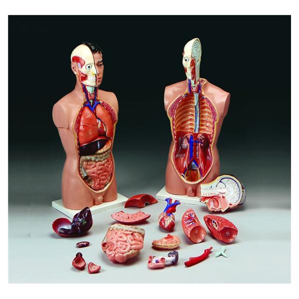 Wolters Kluwer Health Inc Torse Model Anatomical Tall Paul Budget Adult Each - CMT5