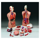 Wolters Kluwer Health Inc Torse Model Anatomical Tall Paul Budget Adult Each - CMT5