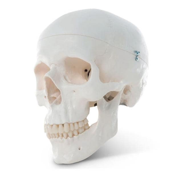 Nasco Healthcare, Inc Human Skull Model Educational 3-Part Each - SB33945