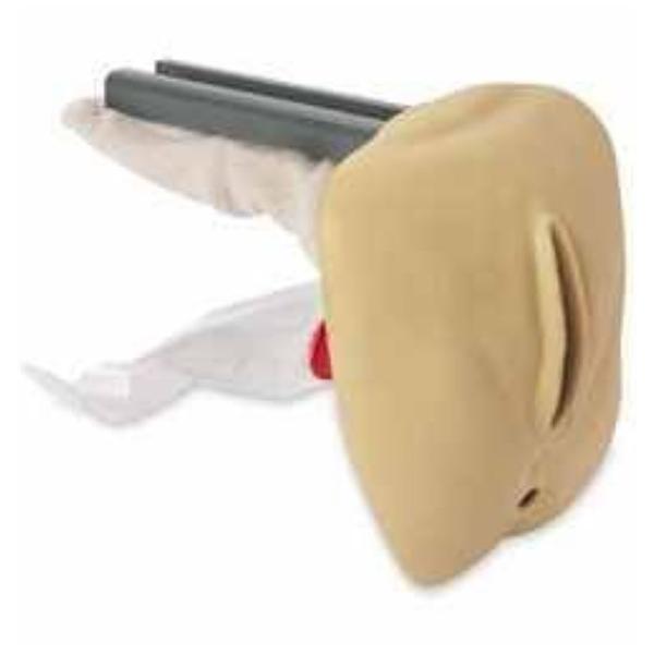 Nasco Healthcare, Inc Genitalia Model Anatomical Female Geri Each - LF04076