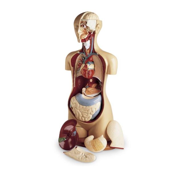 Nasco Healthcare, Inc Torso Model Anatomical KnowBody Basic Each - SB19111