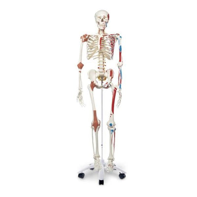 Nasco Healthcare, Inc Super Skeleton Model Male Life Size Each - SB14921