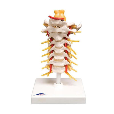 Wolters Kluwer Health Inc Model Cervical Vertebral Each - A72