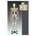 Wolters Kluwer Health Inc Numbered Skeleton Model Anatomical Budget Bucky Each - CH10N