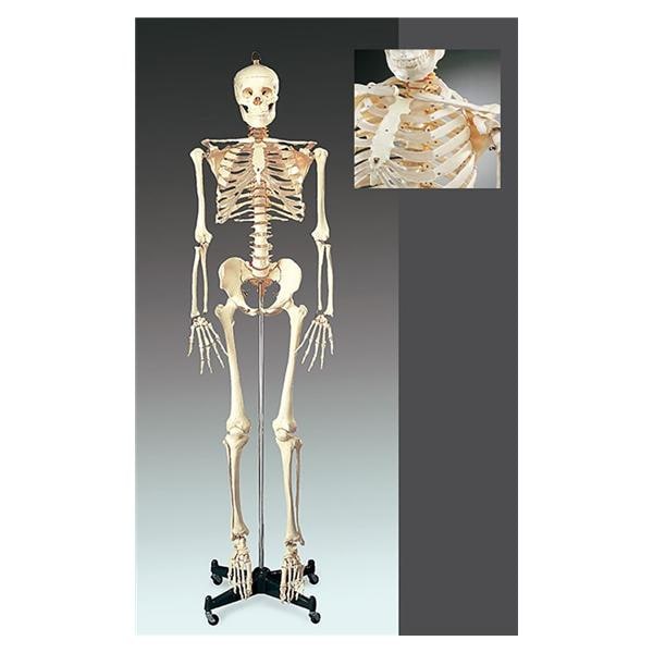 Wolters Kluwer Health Inc Numbered Skeleton Model Anatomical Budget Bucky Each - CH10N