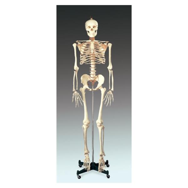 Wolters Kluwer Health Inc Model Anatomical Budget Bucky Adult Each - CH10
