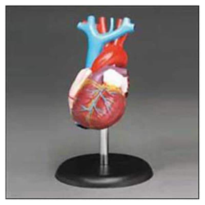 Wolters Kluwer Health Inc Heart Model Budget Life-Sized Each - CH7