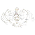 Disarticulated Human Skeleton Model, Complete with 3-part Skull - 3B Smart Anatomy