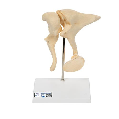 Human Ossicle Model (BONElike™), 20-times Magnified - 3B Smart Anatomy