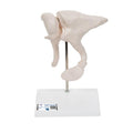 Human Ossicle Model, 20-times Maginified - 3B Smart Anatomy