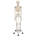 Human Skeleton Model Stan - 3B Smart Anatomy