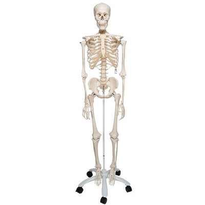 Human Skeleton Model Stan - 3B Smart Anatomy
