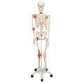 Human Skeleton Model Leo with Ligaments - 3B Smart Anatomy
