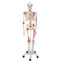 Human Skeleton Model Sam with Muscles & Ligaments - 3B Smart Anatomy