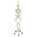 Functional & Physiological Human Skeleton Model Frank on Hanging Stand - 3B Smart Anatomy