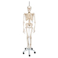 Physiological Human Skeleton Model Phil on Hanging Stand - 3B Smart Anatomy