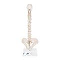 Mini Human Spinal Column Model, Flexible Mounted, on Removable Base - 3B Smart Anatomy