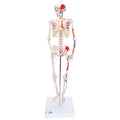 Mini Human Skeleton Shorty with Painted Muscles, Pelvic Mounted, Half Natural Size - 3B Smart Anatomy