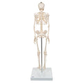Mini Human Skeleton Model Shorty, Half Natural Size - 3B Smart Anatomy