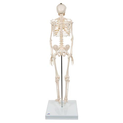 Mini Human Skeleton Model Shorty, Half Natural Size - 3B Smart Anatomy