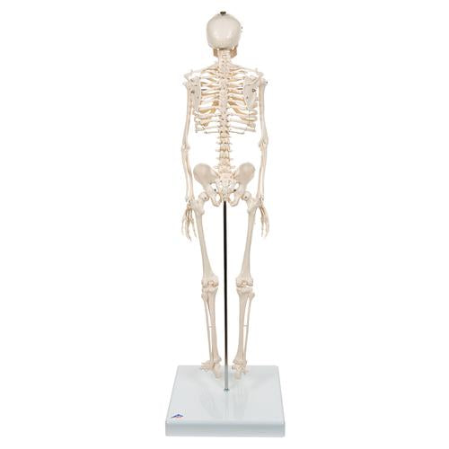 Mini Human Skeleton Model Shorty, Half Natural Size - 3B Smart Anatomy